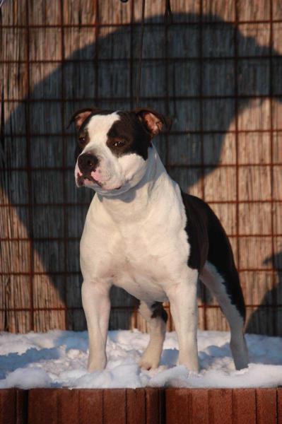 WHITE-amSTAFF Back to the Future | American Staffordshire Terrier 