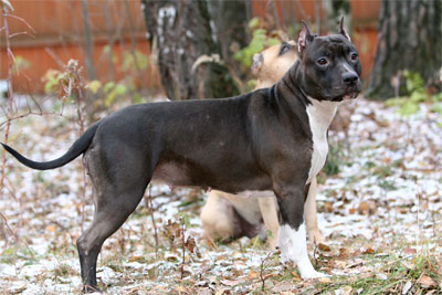Bakaroro End Itubori Top Star | American Staffordshire Terrier 