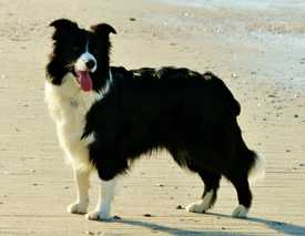 Trinity Foxy Fox | Border Collie 