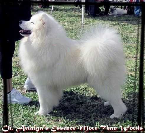 Artaiga's Essence More Than Words | Samoyed 