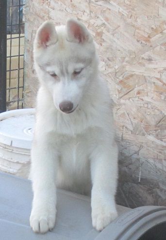 Echo Call's Didn't See Me Coming Of Yuki Ookami | Siberian Husky 