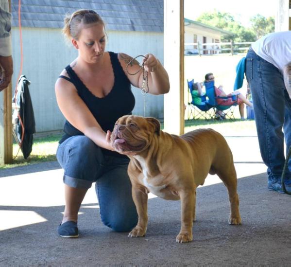 Revelle's Blazin' Buckaroo | Olde English Bulldogge 