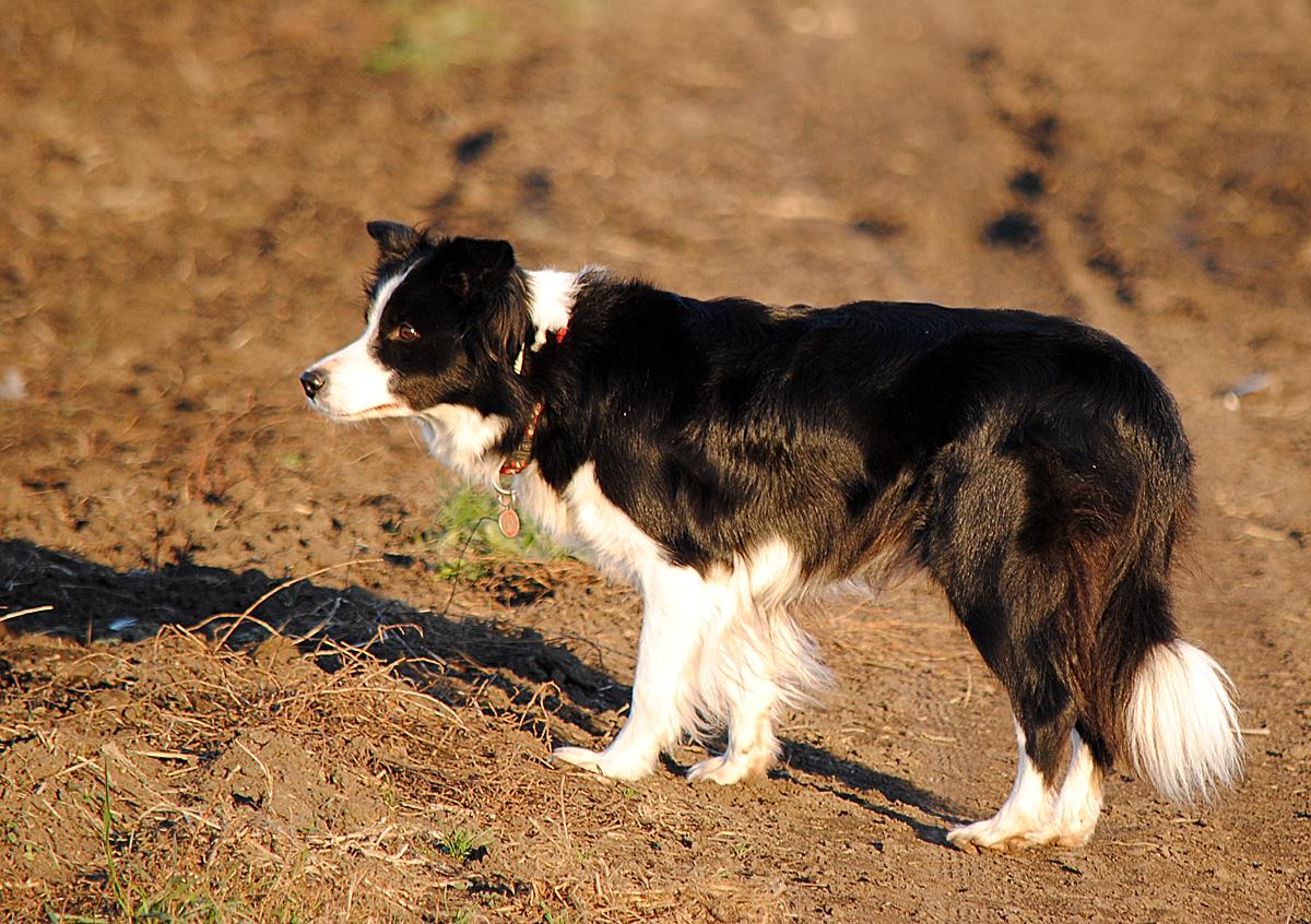 Elaeth Ayashee Lynn's Passion | Border Collie 