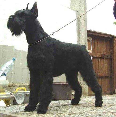 DARK DIAMOND GOTICA | Giant Schnauzer 