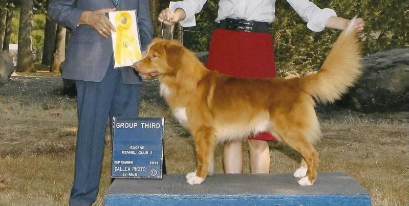 Littleriver's Montana Cowboy | Nova Scotia Duck Tolling Retriever 