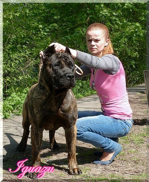 Iguazu El Presa Gran Canaria (Hadesz) | Perro de Presa Canario 