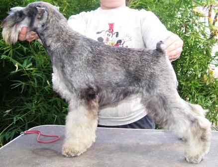 Dog-Otho`s SAHARA`S GIRL/GT | Miniature Schnauzer 