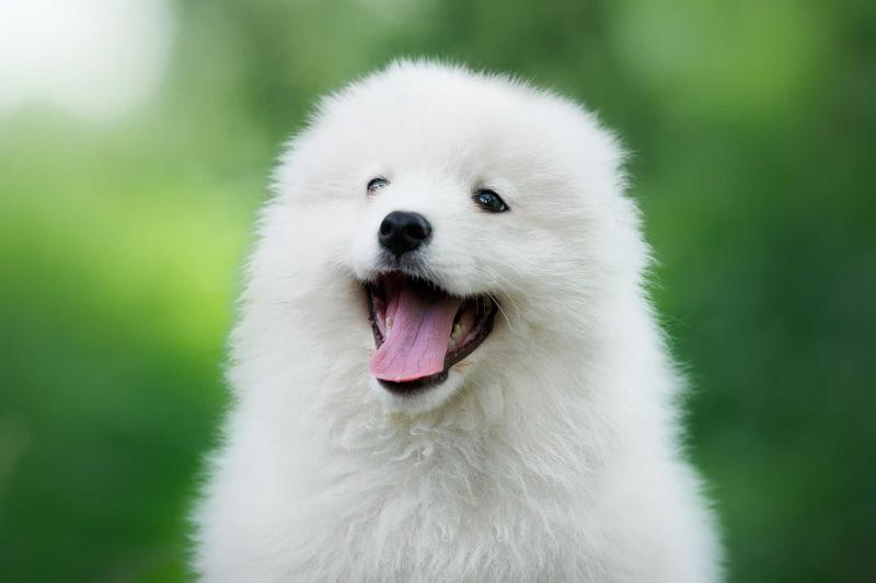 Rundogs Redkij Polyarnyj Zver | Samoyed 