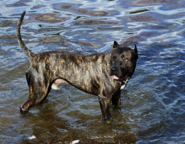 Von Deville Ballack | American Pit Bull Terrier 