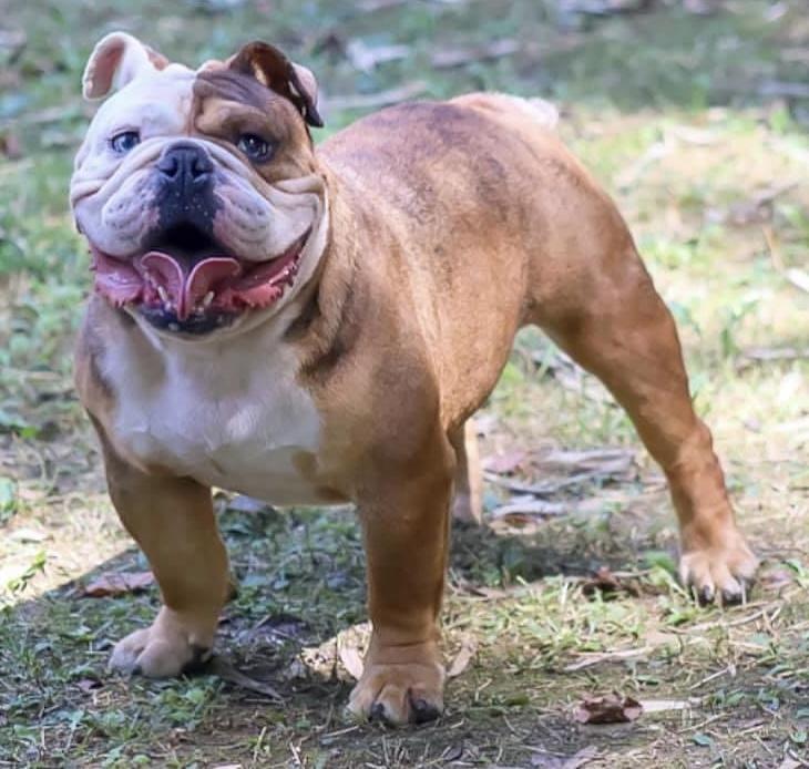 Shotout Bulldogs’ Kane | Olde English Bulldogge 