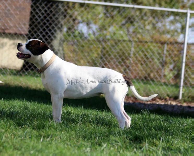 MoJo's Ms. Hyde AKA Hardie | American Bulldog 