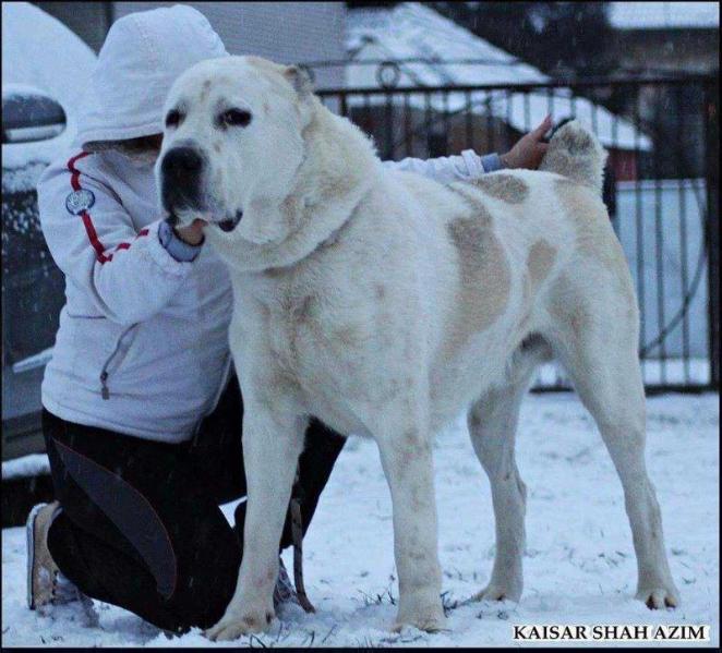 KAISAR SHAH AZIM | Central Asian Shepherd Dog 