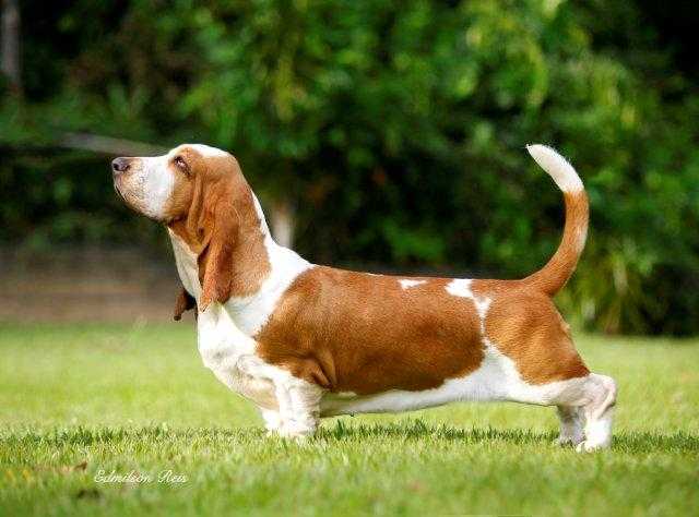 Pan Clan Only God Can Judge Me | Basset Hound 