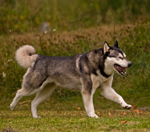 Mihakias Millenium Ajas Girl Ajax | Alaskan Malamute 