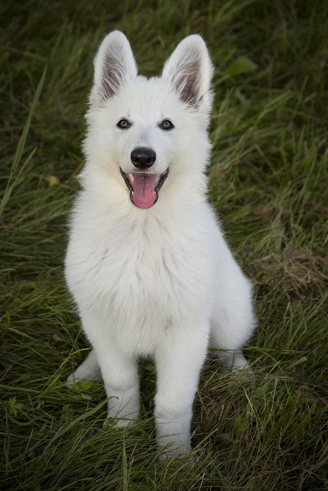 Blue Sky Mystery of Silesia | White Swiss Shepherd Dog 