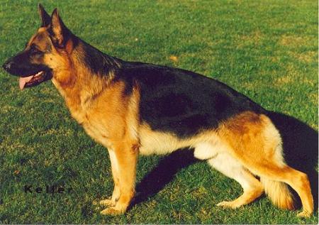 Zito von der Noriswand | German Shepherd Dog 