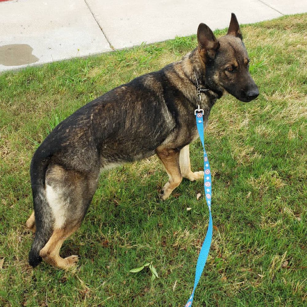 Lucy Vom Strickland | German Shepherd Dog 