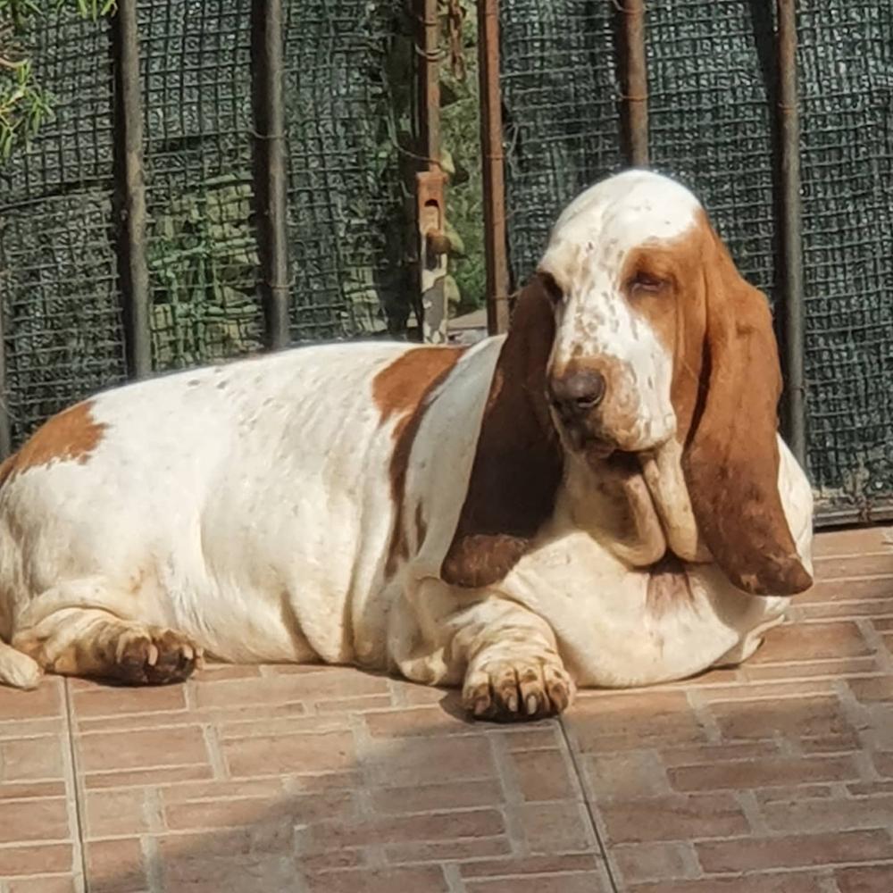 Christine di Lago Ombroso | Basset Hound 