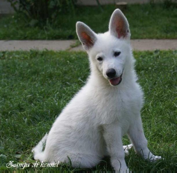 Zampa di Ivy Impossible | White Swiss Shepherd Dog 