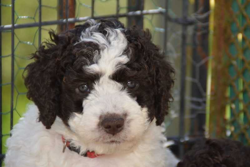 MONSIEUR THE SOURANNYA | Spanish Water Dog 