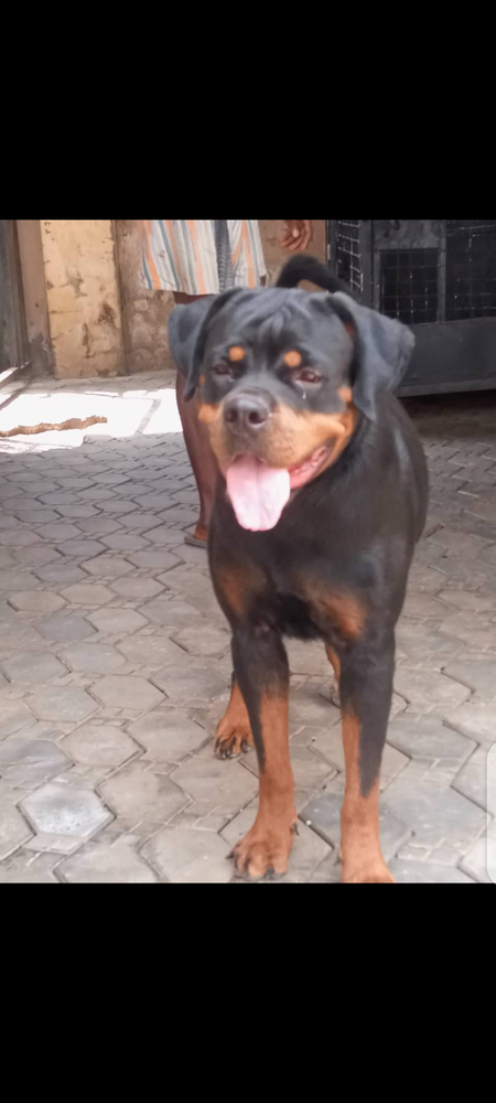 Kia huas of Trip kennel Klub | Rottweiler 