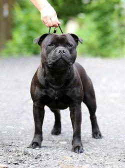 Attitude Dream Child | Staffordshire Bull Terrier 