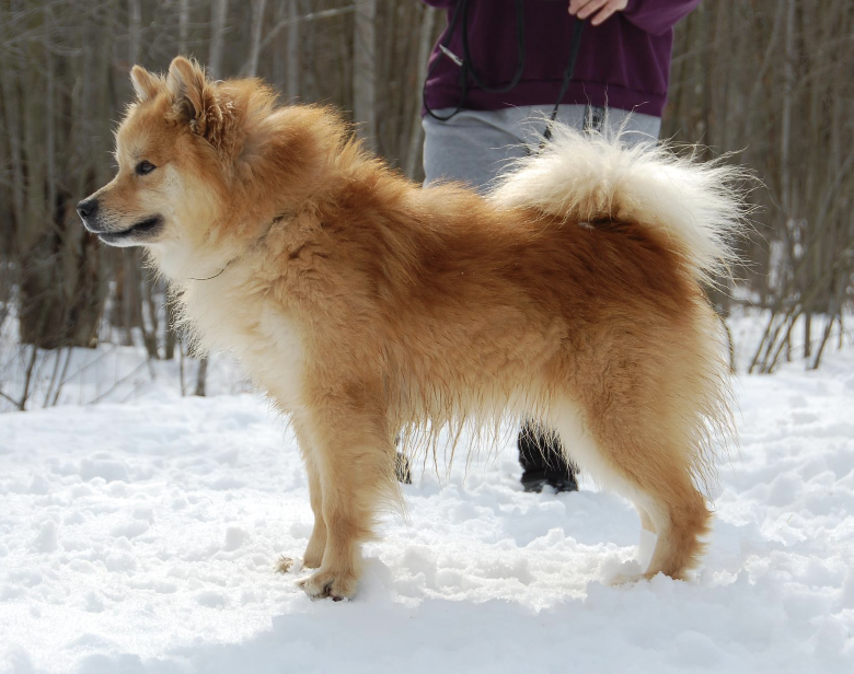 Arbakki magni | Icelandic Sheepdog 