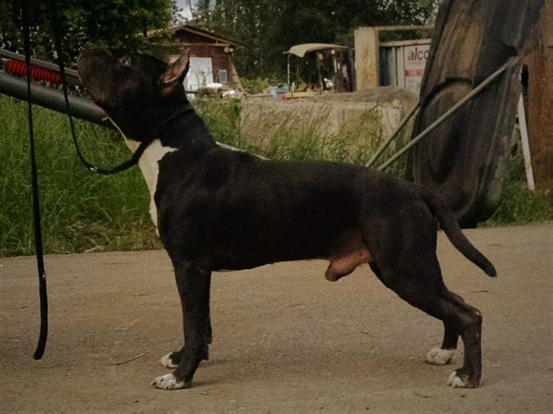 Ironstone's AM Ninja Warrior | American Staffordshire Terrier 