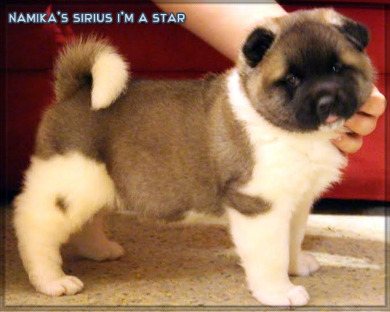 Namika's Sirius I'm a Star | Akita 