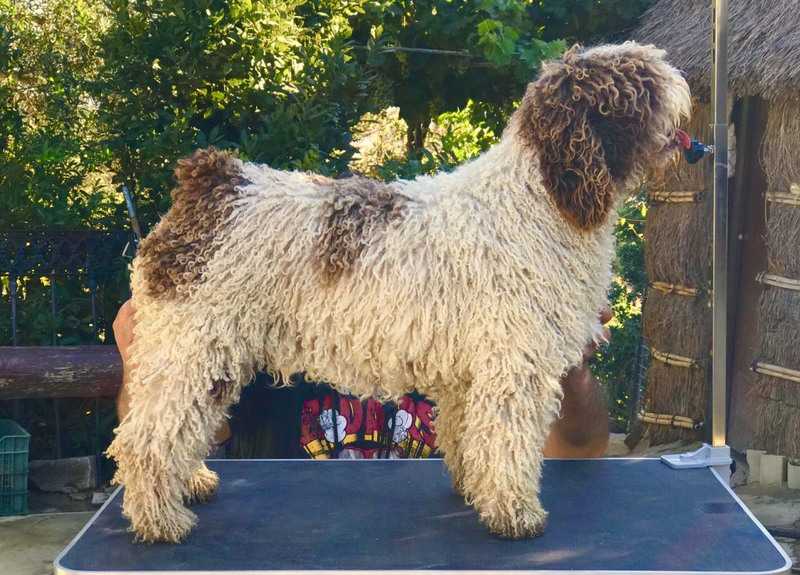 Lepanta del Rabadan | Spanish Water Dog 