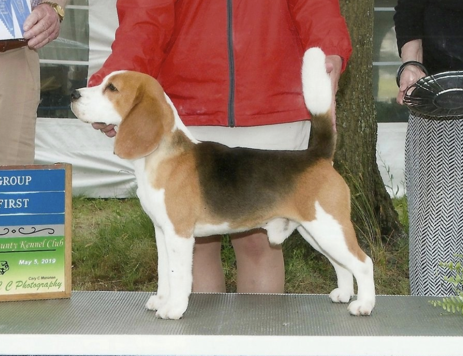 Nor’easter Sing Like A Cowboy At Beowulf | Beagle 