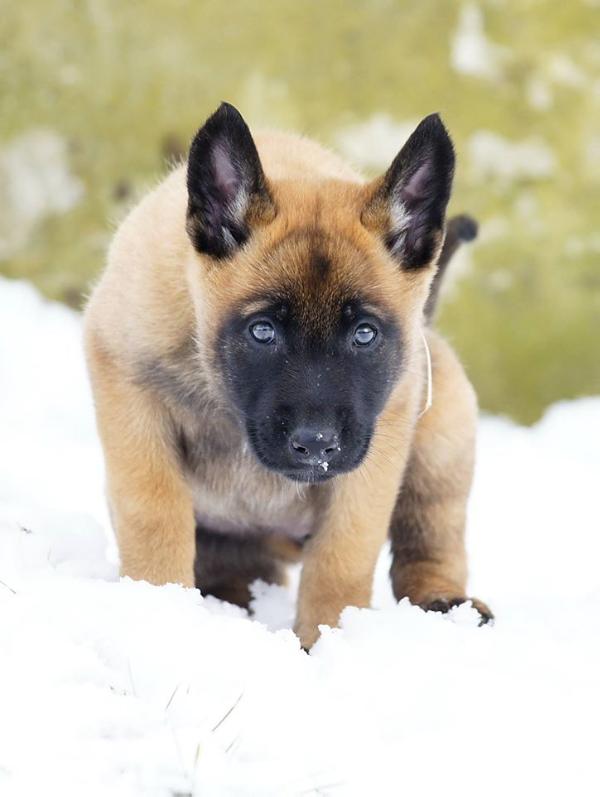 Neala | Belgian Malinois 