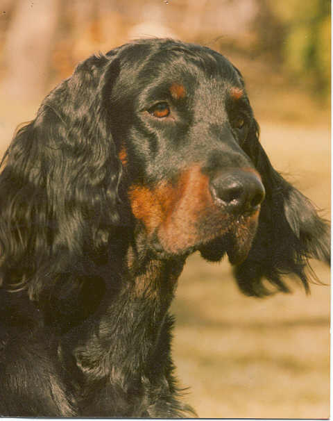 Tri-Sett Deacon of Bonnie Brae | Gordon Setter 