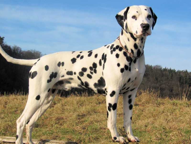 Coastal Komentajakapteeni | Dalmatian 