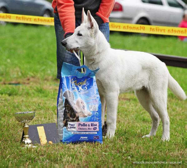 Falco od Kunovského lesa | White Swiss Shepherd Dog 