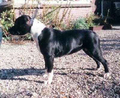 Sutton Wood's Tankey | Staffordshire Bull Terrier 