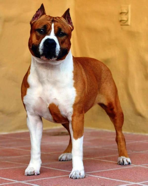 Diablos Serving Time | American Staffordshire Terrier 