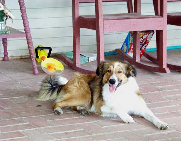 Cedar Creek Foothill's Judi | English Shepherd 