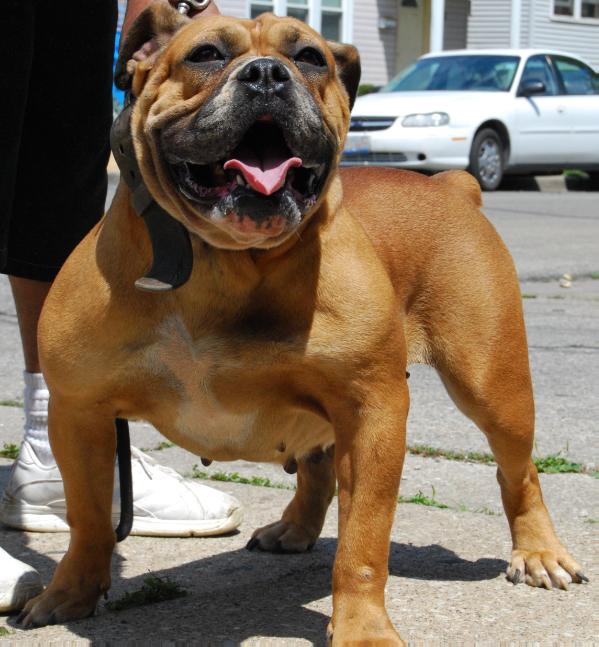 Wheeler's Ruby | Olde English Bulldogge 