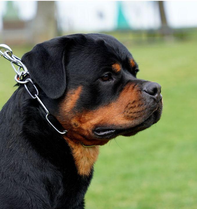 Kurt von den Ellwanger Bergen | Rottweiler 