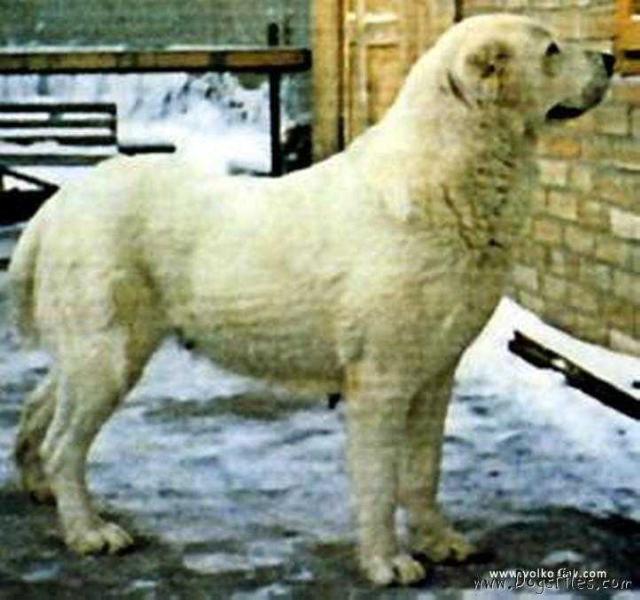 Ak Gul Frolov | Central Asian Shepherd Dog 