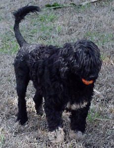 Mentol da Casa da Serra de Água | Portuguese Water Dog 