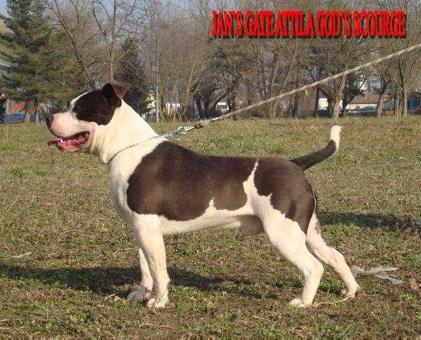 Jan`s Gate Attila God`s Scourge | American Staffordshire Terrier 