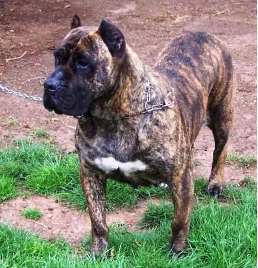 Rayca de Alacant Bull | Perro de Presa Canario 