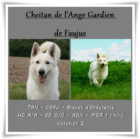 Cheitan de l'Ange Gardien de Faujus | White Swiss Shepherd Dog 