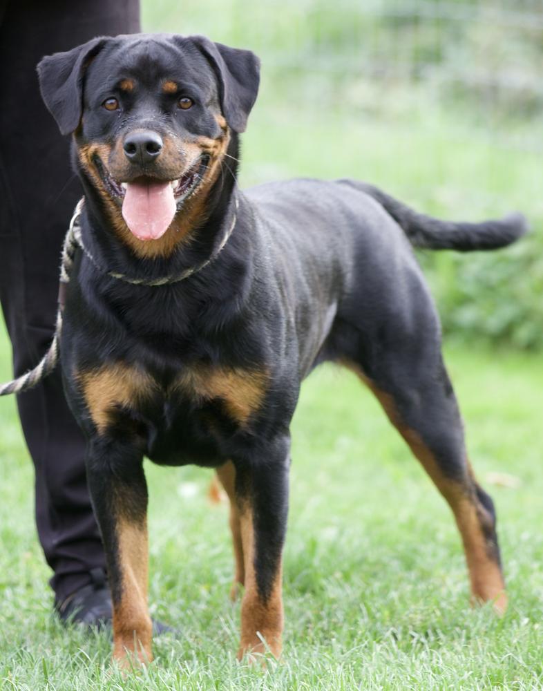 Lyrik von Konigliche | Rottweiler 