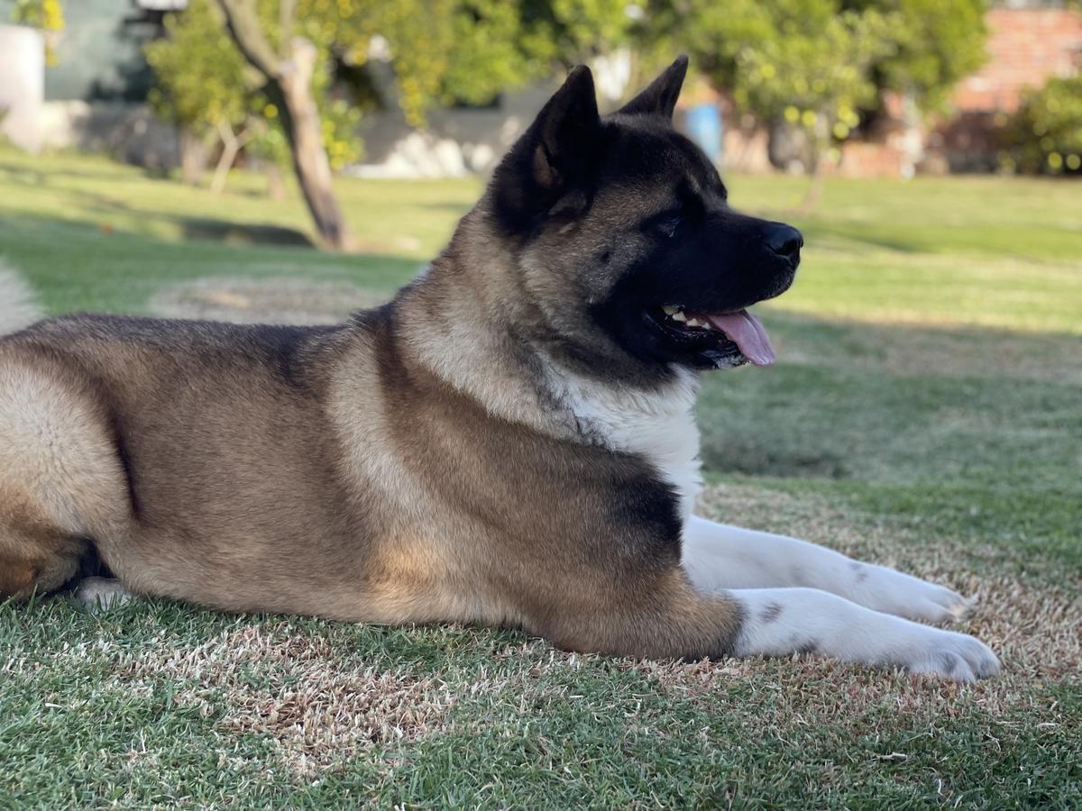 Bernardina De Middle Of The World | Akita 