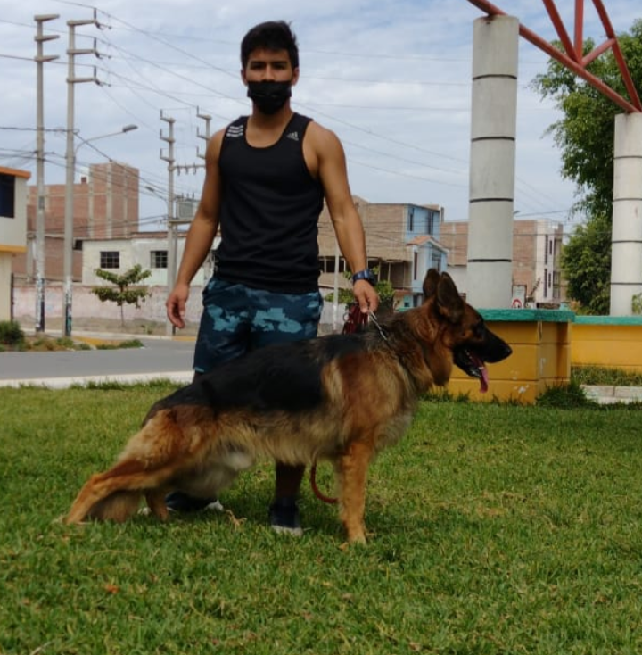 Optimus de k-9 | German Shepherd Dog 