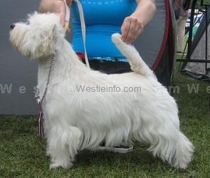 My Westie Bluebell | West Highland White Terrier 