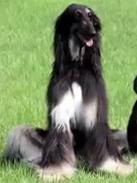 Tai (Snuppy DNA Doner) Seoul National University puppy | Afghan Hound 